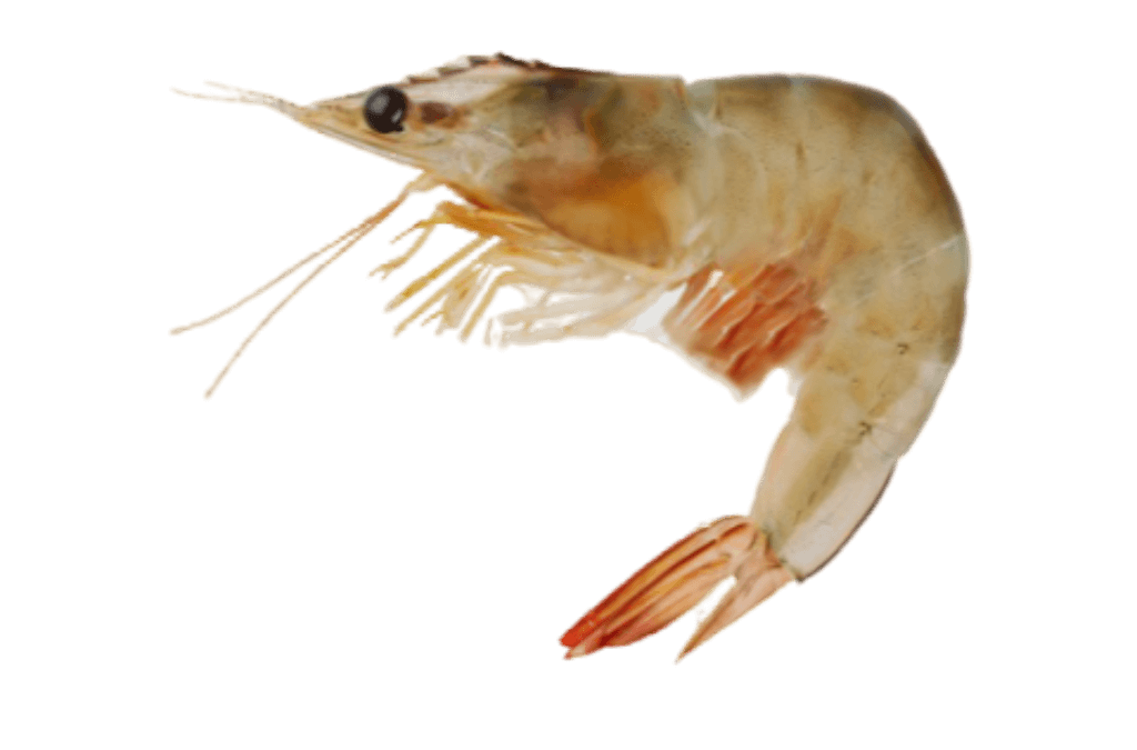 Harina Brown Shrimp