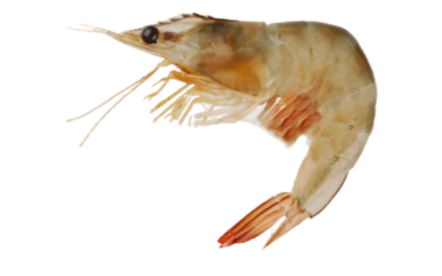 Harina Brown Shrimp