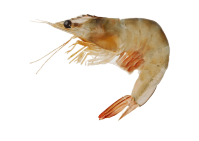 Harina Brown Shrimp