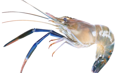 Fresh Water King Prawn